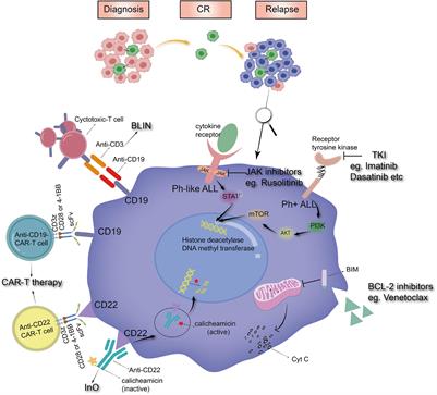 Novel Treatments for Pediatric Relapsed or Refractory Acute B-Cell Lineage Lymphoblastic Leukemia: Precision Medicine Era